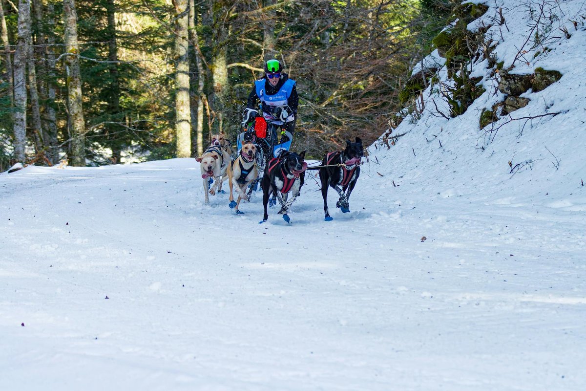 chien de traineau haute savoie