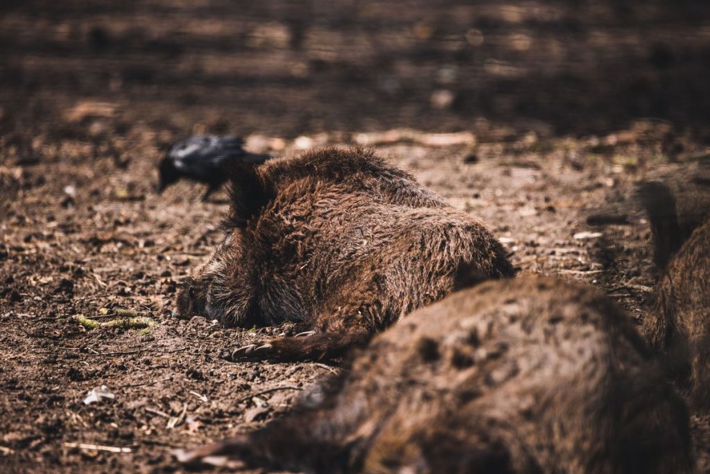 civet sanglier