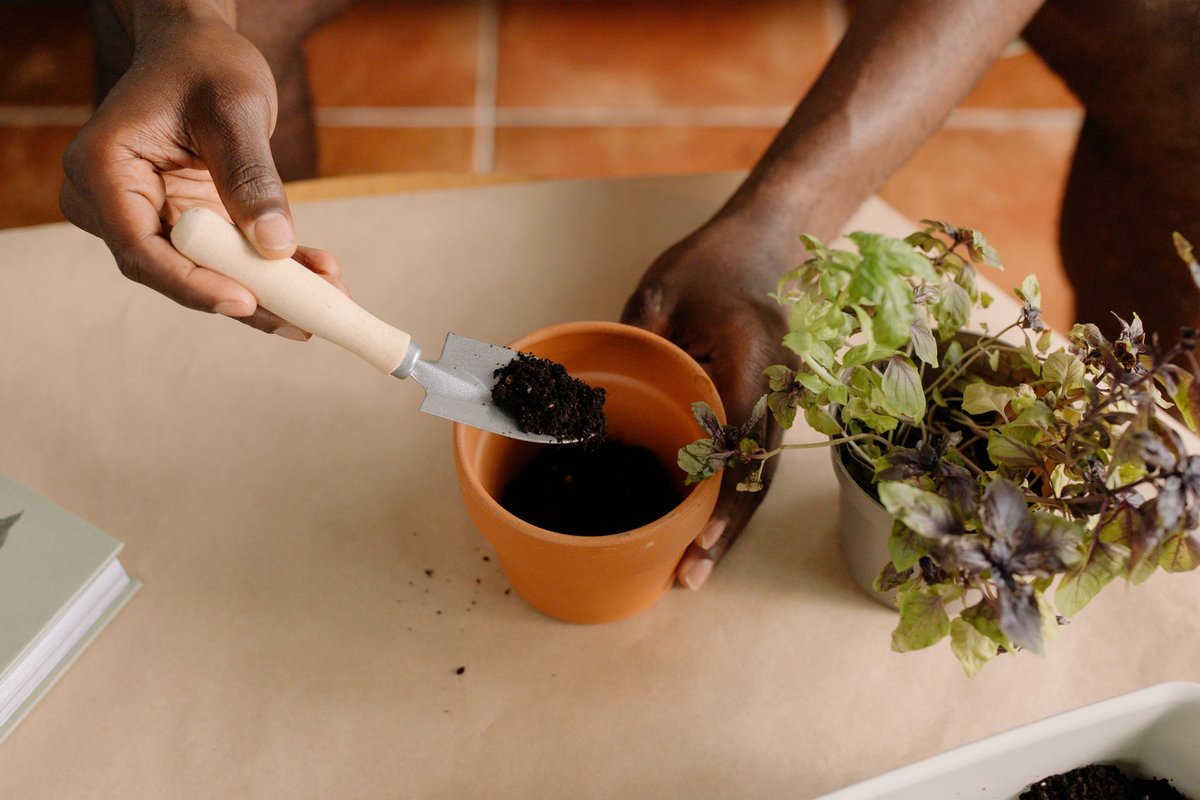 terreau pour herbes aromatiques
