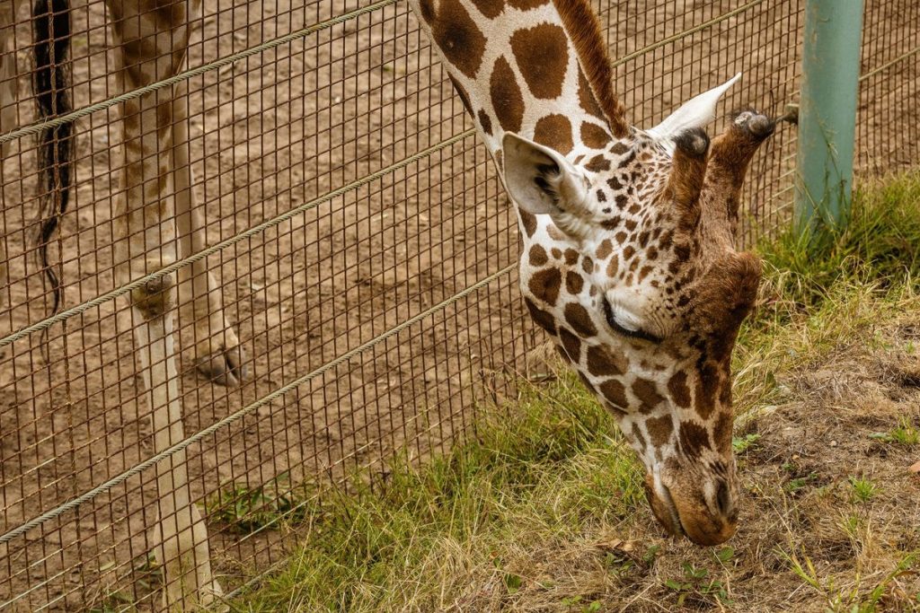 zoo de cerza